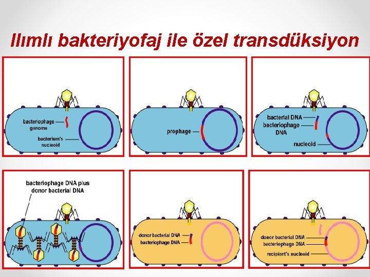 Ilımlı bakteriyofaj ile özel transdüksiyon 