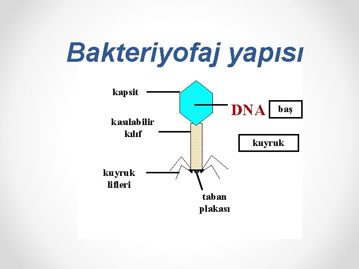 Bakteriyofaj yapısı kapsit DNA kasılabilir kılıf baş kuyruk lifleri taban plakası 