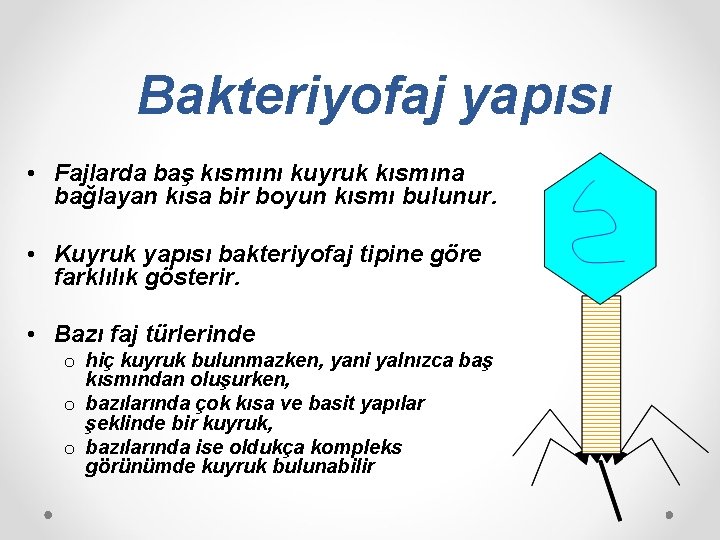 Bakteriyofaj yapısı • Fajlarda baş kısmını kuyruk kısmına bağlayan kısa bir boyun kısmı bulunur.