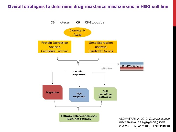 Overall strategies to determine drug resistance mechanisms in HGG cell line ALGHAFARI, A. 2013.