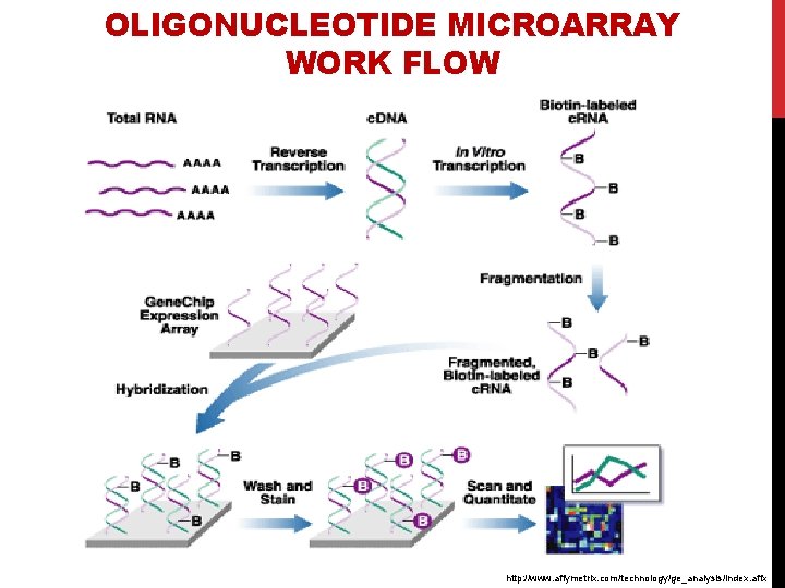 OLIGONUCLEOTIDE MICROARRAY WORK FLOW http: //www. affymetrix. com/technology/ge_analysis/index. affx 