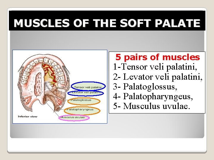 MUSCLES OF THE SOFT PALATE 5 pairs of muscles 1 -Tensor veli palatini, 2