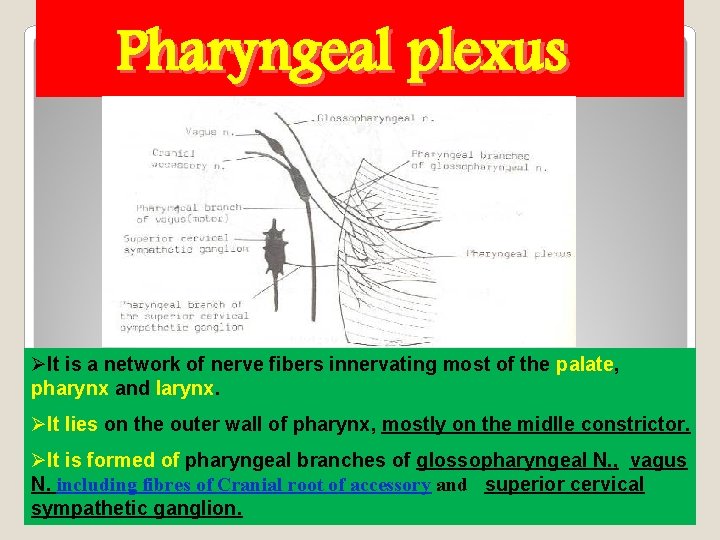 Pharyngeal plexus ØIt is a network of nerve fibers innervating most of the palate,