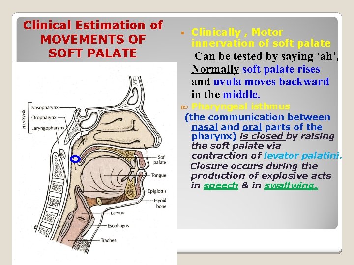 Clinical Estimation of MOVEMENTS OF SOFT PALATE § Clinically , Motor innervation of soft