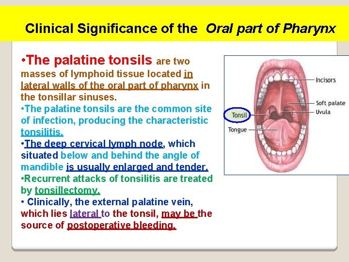 Clinical Significance of the Oral part of Pharynx • The palatine tonsils are two