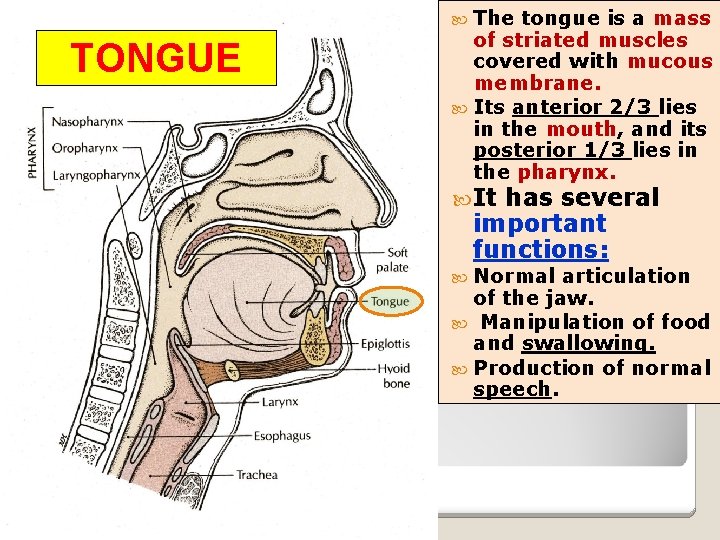  The TONGUE tongue is a mass of striated muscles covered with mucous membrane.