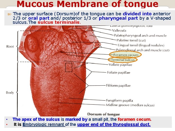 Mucous Membrane of tongue The upper surface (Dorsum)of the tongue can be divided into