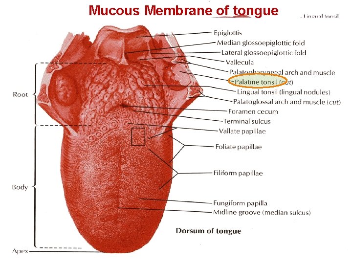 Mucous Membrane of tongue Three types of papillae are present on the upper surface