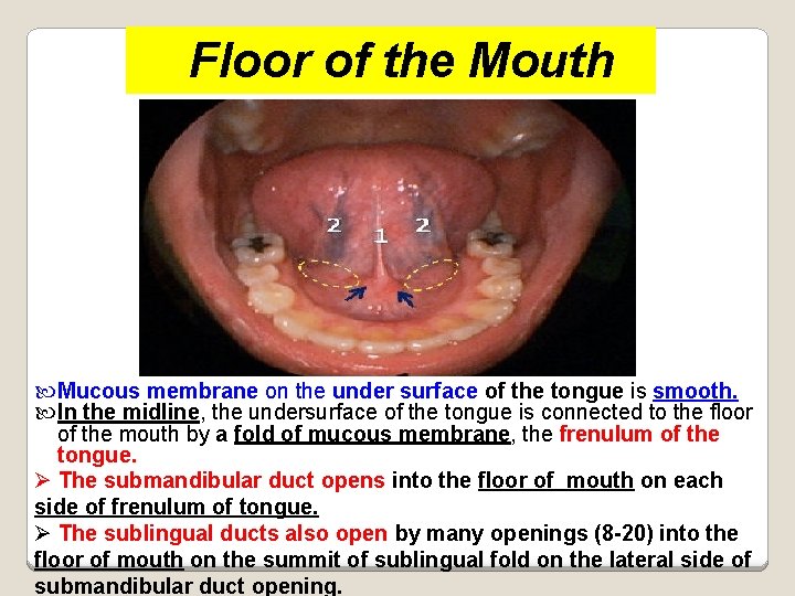 Floor of the Mouth Mucous membrane on the under surface of the tongue is