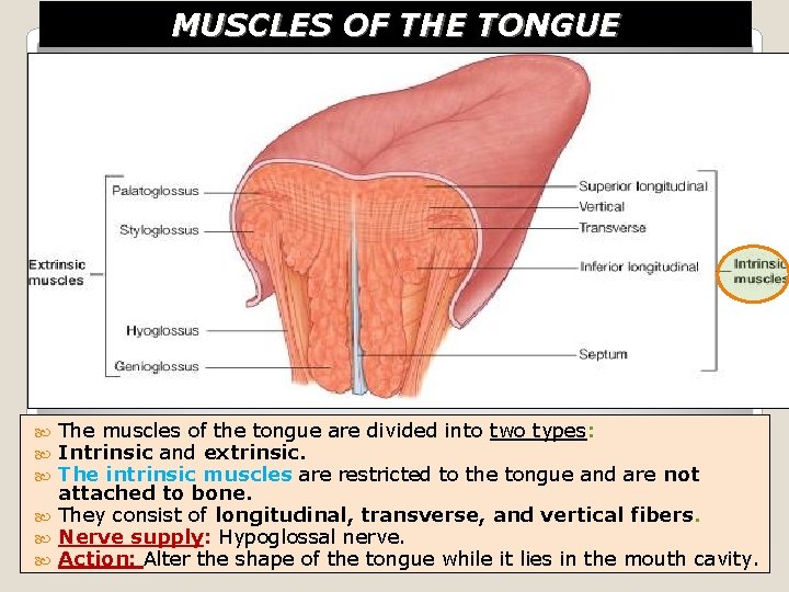 MUSCLES OF THE TONGUE The muscles of the tongue are divided into two types: