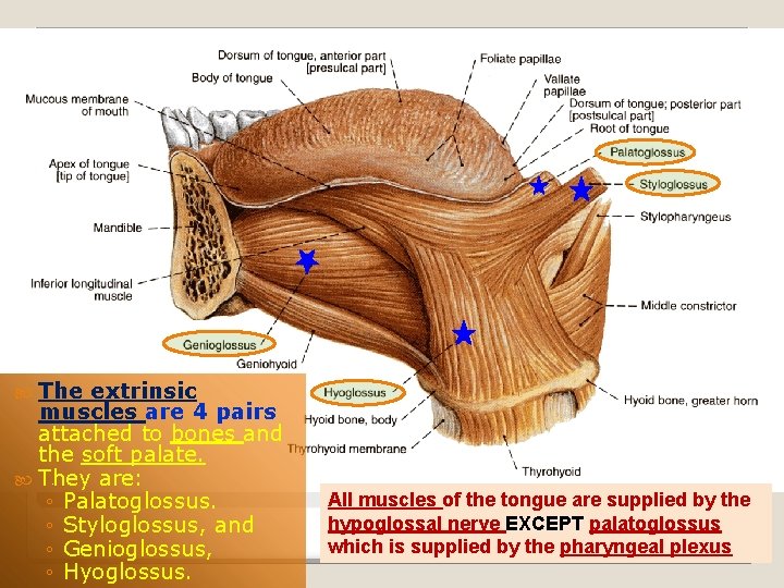 Extrinsic Muscles of the Tongue The extrinsic muscles are 4 pairs attached to bones