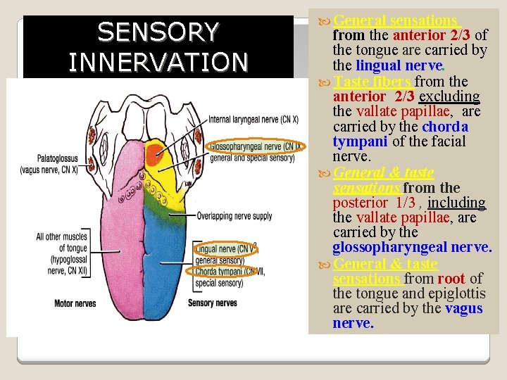 SENSORY INNERVATION General sensations from the anterior 2/3 of the tongue are carried by