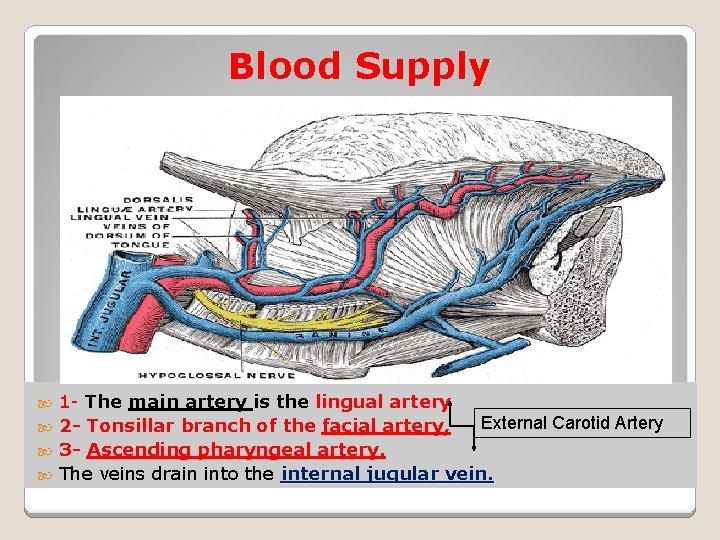 Blood Supply 1 - The main artery is the lingual artery External Carotid Artery