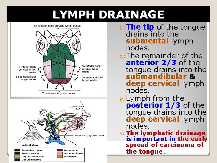 LYMPH DRAINAGE The tip of the tongue drains into the submental lymph nodes. The