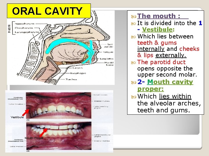 ORAL CAVITY The It mouth : is divided into the 1 - Vestibule: Which