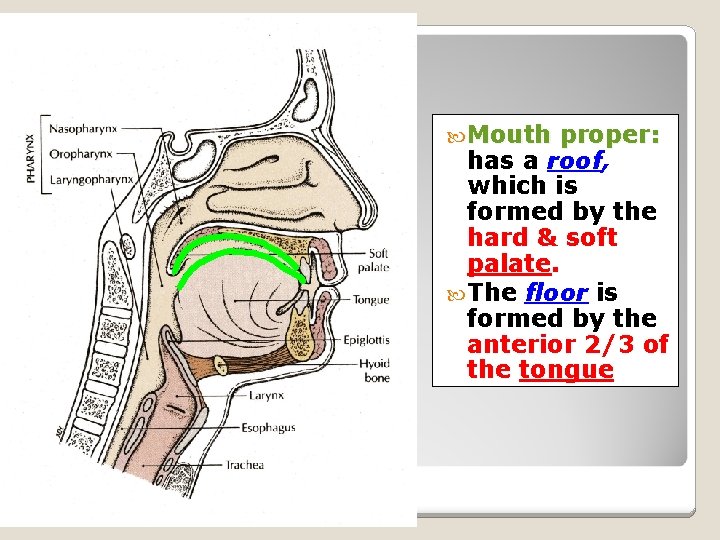 MOUTH Mouth proper: has a roof, which is formed by the hard & soft