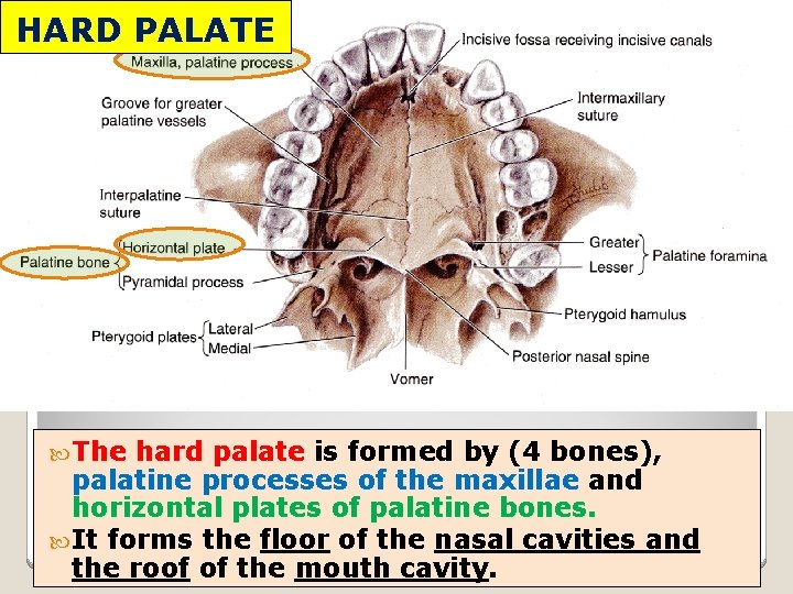 HARD PALATE The hard palate is formed by (4 bones), palatine processes of the