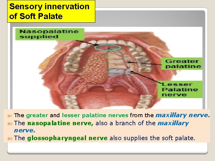 Sensory innervation of Soft Palate The greater and lesser palatine nerves from the maxillary