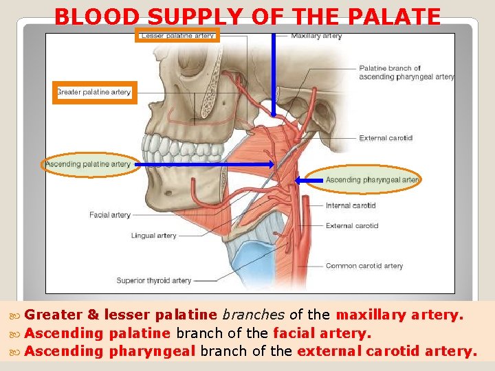 BLOOD SUPPLY OF THE PALATE Greater & lesser palatine branches of the maxillary artery.