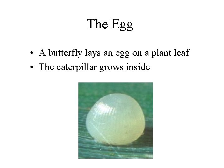 The Egg • A butterfly lays an egg on a plant leaf • The