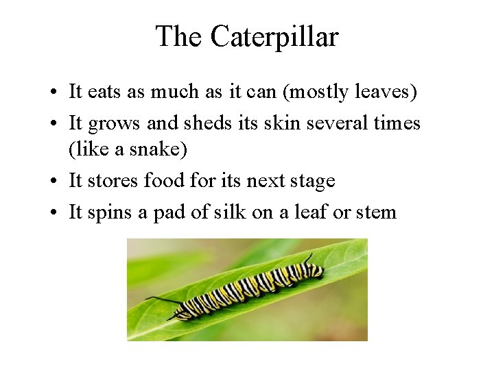 The Caterpillar • It eats as much as it can (mostly leaves) • It