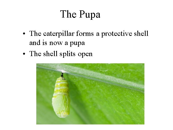The Pupa • The caterpillar forms a protective shell and is now a pupa