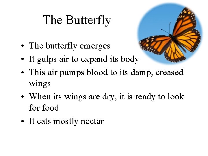 The Butterfly • The butterfly emerges • It gulps air to expand its body