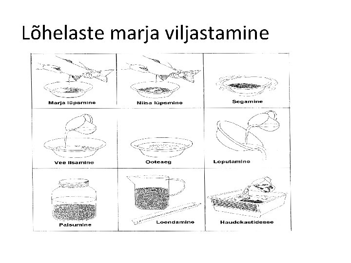 Lõhelaste marja viljastamine 