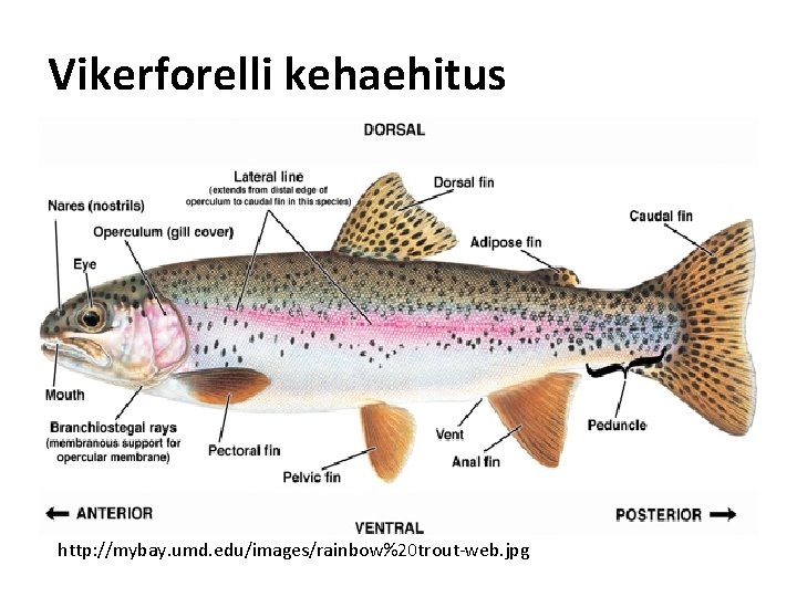 Vikerforelli kehaehitus http: //mybay. umd. edu/images/rainbow%20 trout-web. jpg 