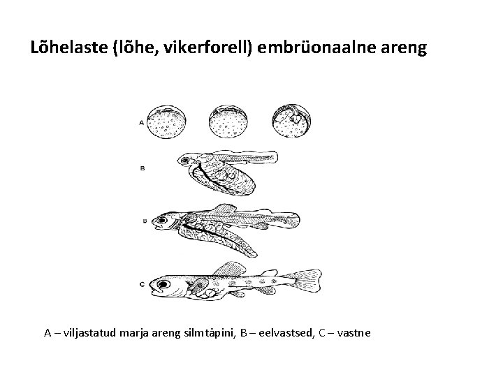 Lõhelaste (lõhe, vikerforell) embrüonaalne areng A – viljastatud marja areng silmtäpini, B – eelvastsed,