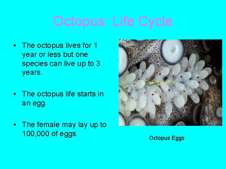 Ocean Biome A Power Point presentation by Elaine