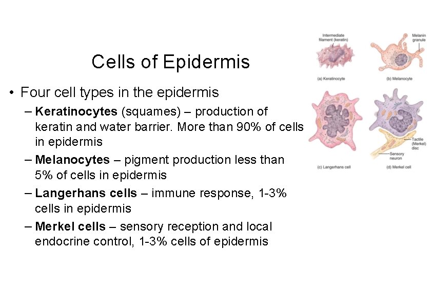 Cells of Epidermis • Four cell types in the epidermis – Keratinocytes (squames) –