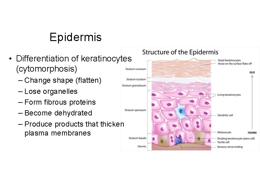 Epidermis • Differentiation of keratinocytes (cytomorphosis) – Change shape (flatten) – Lose organelles –