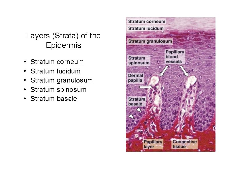 Layers (Strata) of the Epidermis • • • Stratum corneum Stratum lucidum Stratum granulosum