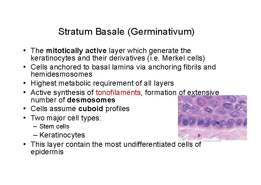 Stratum Basale (Germinativum) • The mitotically active layer which generate the keratinocytes and their