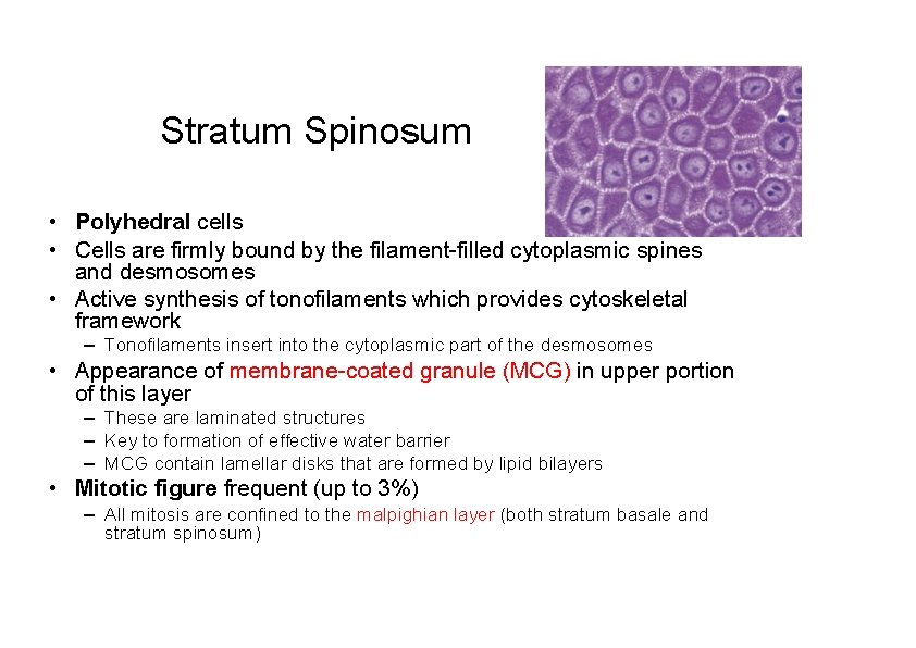 Stratum Spinosum • Polyhedral cells • Cells are firmly bound by the filament-filled cytoplasmic