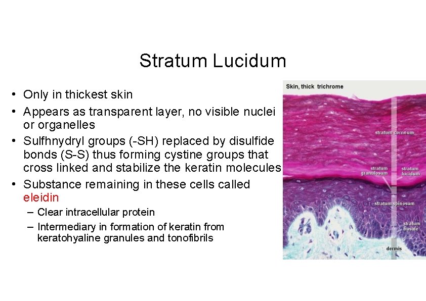 Stratum Lucidum • Only in thickest skin • Appears as transparent layer, no visible