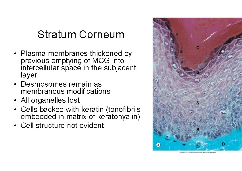 Stratum Corneum • Plasma membranes thickened by previous emptying of MCG into intercellular space