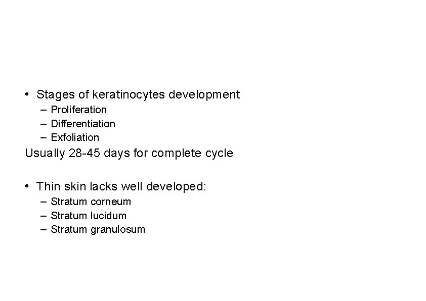  • Stages of keratinocytes development – Proliferation – Differentiation – Exfoliation Usually 28