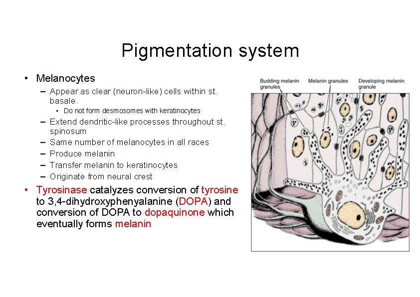 Pigmentation system • Melanocytes – Appear as clear (neuron-like) cells within st. basale. •