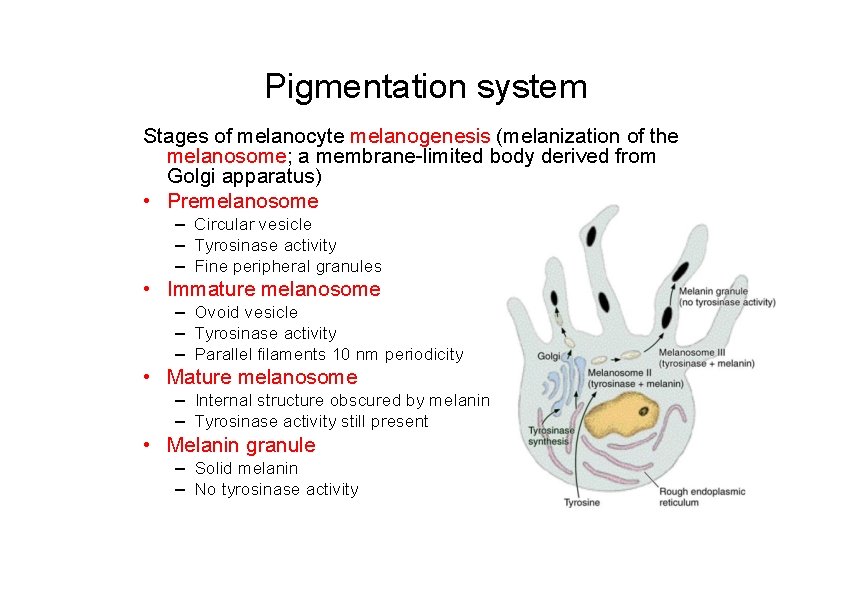 Pigmentation system Stages of melanocyte melanogenesis (melanization of the melanosome; a membrane-limited body derived