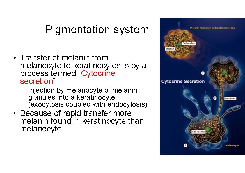 Pigmentation system • Transfer of melanin from melanocyte to keratinocytes is by a process