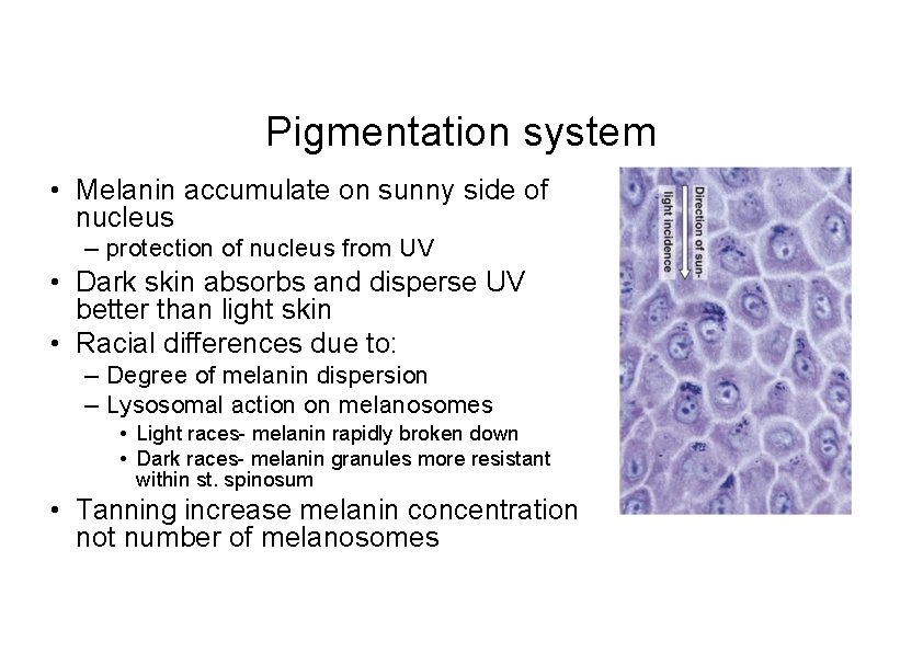 Pigmentation system • Melanin accumulate on sunny side of nucleus – protection of nucleus