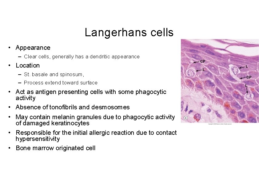 Langerhans cells • Appearance – Clear cells, generally has a dendritic appearance • Location