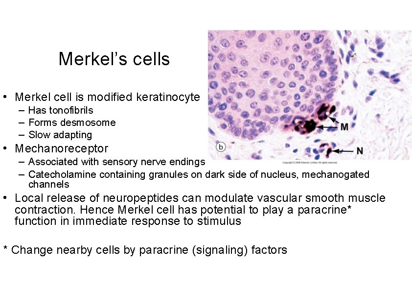 Merkel’s cells • Merkel cell is modified keratinocyte – Has tonofibrils – Forms desmosome