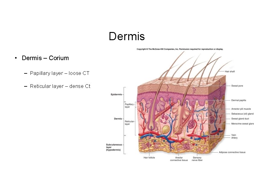 Dermis • Dermis – Corium – Papillary layer – loose CT – Reticular layer