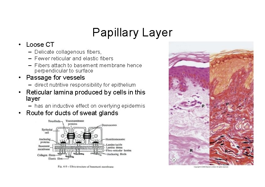 Papillary Layer • Loose CT – Delicate collagenous fibers, – Fewer reticular and elastic