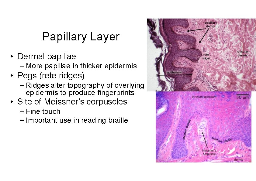 Papillary Layer • Dermal papillae – More papillae in thicker epidermis • Pegs (rete