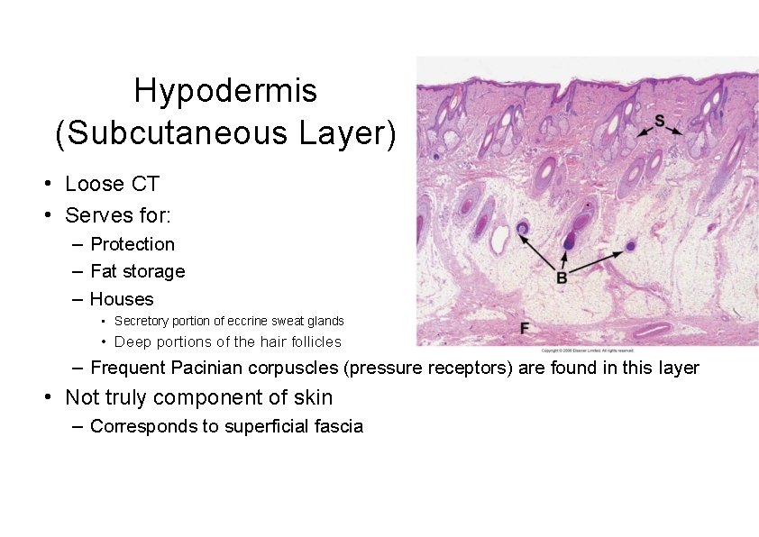 Hypodermis (Subcutaneous Layer) • Loose CT • Serves for: – Protection – Fat storage