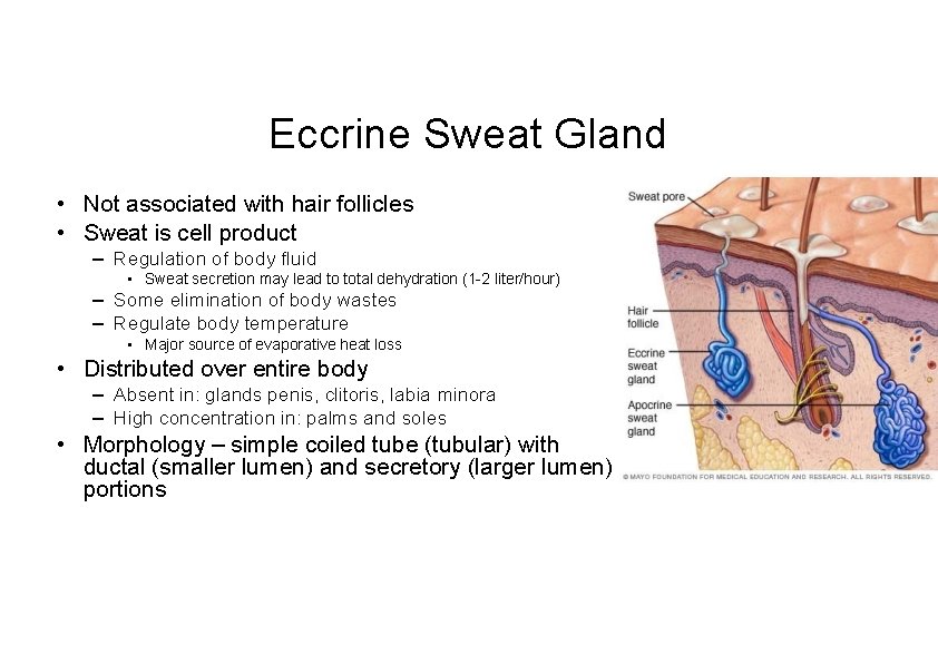 Eccrine Sweat Gland • Not associated with hair follicles • Sweat is cell product